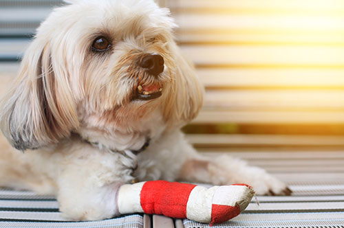 ペット保険で治療費が支払われないのはなぜ？ よくあるトラブルとは？